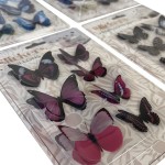 Set of 4 packs of 3D butterfly stickers