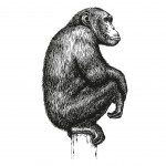 CHIMPANZE Wall Sticker