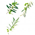 Wall Stickers - Three Olive Branches