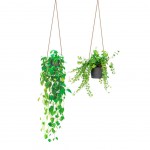 Plant Suspensions - wall sticker